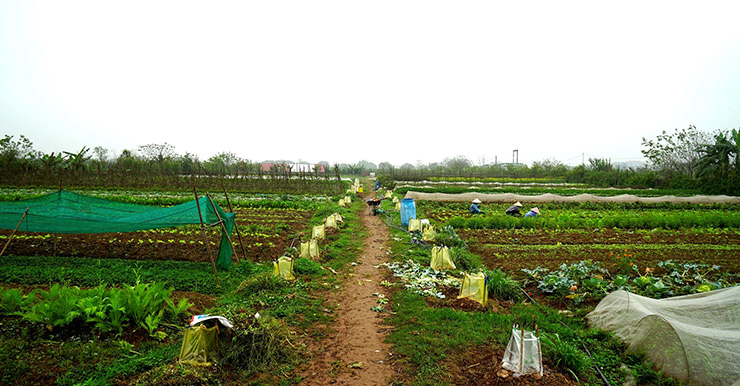Trang trại rau hữu cư của vợ chồng anh Chinh tại xã Hiệp Thuận (Phúc Thọ, Hà Nội).