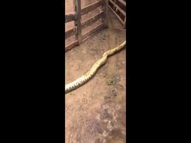 Video: Cả gan xông vào chuồng tấn công bê con, trăn khổng lồ nhận bài học nhớ đời