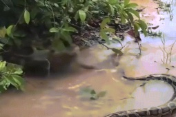 Phi thường - kỳ quặc - Video: Hung hăng tấn công trăn khổng lồ dưới nước, khỉ hiếu chiến nhận cái kết thảm