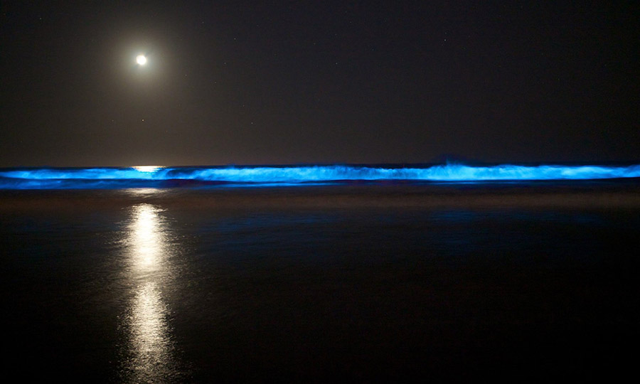 The special sea has blue glowing tides, it's hard for anyone to see - 3