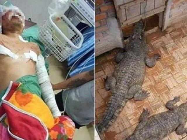 Phi thường - kỳ quặc - Đi vệ sinh lúc nửa đêm, chủ trang trại suýt trở thành "bữa khuya" của bầy cá sấu