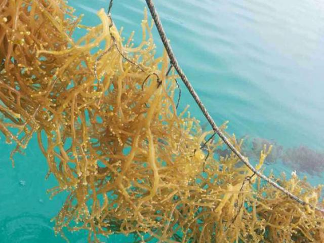 Thị trường - Tiêu dùng - Thứ ở Việt Nam nhìn như đồ bỏ đi, dân mang cắm xuống nước 2 tháng là có tiền triệu/ngày