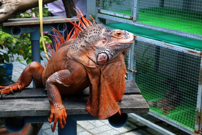 Sau 2 năm, rồng Nam Mỹ cái sinh sản được 31 trứng, đạt tỉ lệ 100%. "Tôi xem trên mạng chỉ cách ấp trứng nhưng không ngờ đạt kết quả cao như vậy. Về sau, thấy việc bán con giống rồng Nam Mỹ mang lại kinh tế cao nên tôi quyết định mở rộng quy mô và xin nghỉ việc ở công ty dược", anh Đạt chia sẻ.