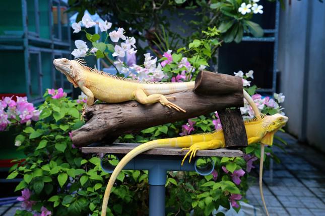 Bỏ việc văn phòng, chàng trai nuôi ''thú cưng độc lạ'' ở miền Tây thu trăm triệu mỗi năm - 9