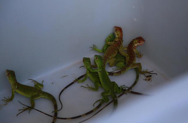 Anh Đạt cho biết, rồng Nam Mỹ nuôi khoảng 2 năm thì sinh sản. Mùa sinh sản rơi vào đầu tháng 10, kéo dài đến tháng 12. Tùy theo kích cỡ và thể trạng, chúng có thể đẻ từ 20 - 70 trứng, tỷ lệ ấp nở đạt trên 80 - 90%. Thời gian ấp trứng khoảng 5,5 tháng thì nở.