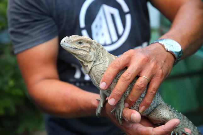 Một số giống rồng Nam Mỹ "đắt khách" trên thị trường như Green, Red, Hypo, Albino với nhiều màu sắc như đỏ, xanh, cam, vàng, xám...