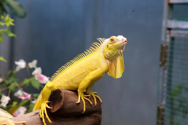 Để nuôi rồng Nam Mỹ đạt hiệu quả cao, theo anh Đạt, cần làm trại sao cho gần giống với môi trường tự nhiên, quan trọng nhất là ánh nắng.