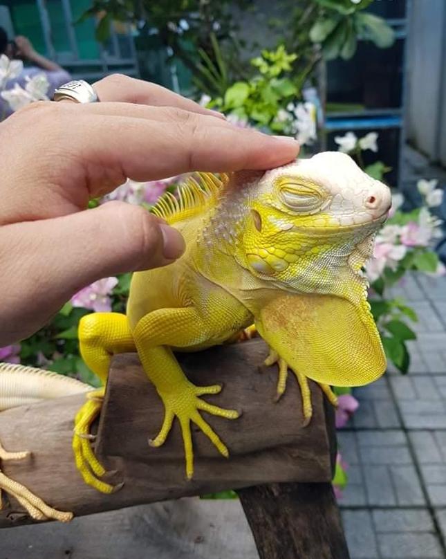 Nhờ nuôi và bán con giống rồng Nam Mỹ, mỗi năm, anh Đạt thu về 200 triệu đồng.- Ảnh: Nhật Huy.