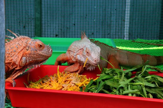 Bỏ việc văn phòng, chàng trai nuôi ''thú cưng độc lạ'' ở miền Tây thu trăm triệu mỗi năm - 13