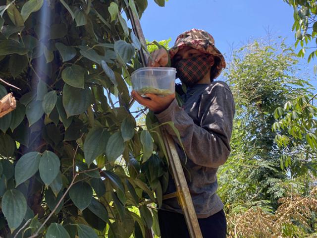 Thị trường - Tiêu dùng - "Lộc trời" ở Tây Nguyên được ví như "tôm rừng", đến mùa bắt đem bán 200.000 đồng/kg