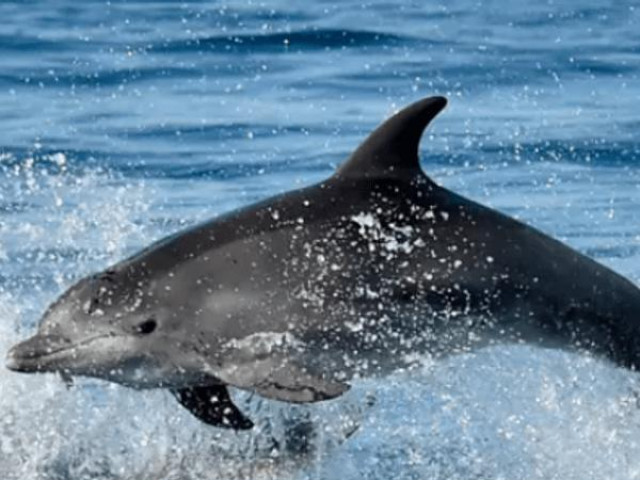 Thế giới - The Guardian: Nga triển khai cá heo quân sự tại Biển Đen