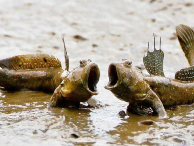 Thị trường - Tiêu dùng - Lên cạn bắt "thủy sản", tưởng điên rồ mà hốt tiền mỏi tay