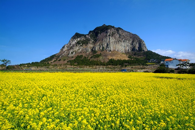 8 interesting things about Jeju Island, Korea that not everyone knows - 3