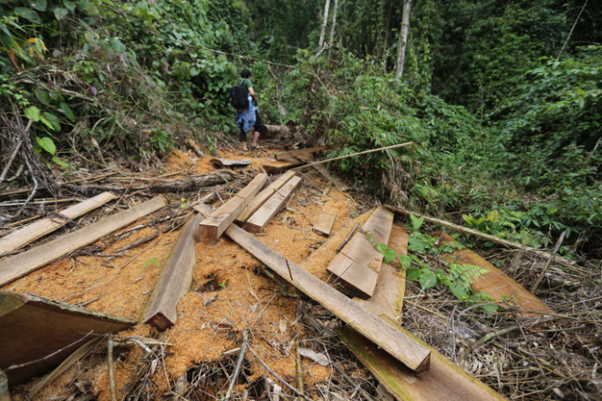 Yêu cầu Quảng Nam làm rõ vì sao rừng tự nhiên &#34;đột ngột&#34; giảm 2.850 ha - 1