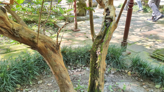Thanh Hoa: The mystery of the 89-year-old guava tree is "giggle"  in Lam Kinh relic - 3