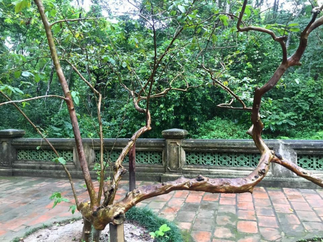 Thanh Hoa: The mystery of the 89-year-old guava tree is "giggle"  at Lam Kinh relic site - 4