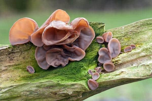 The mistake when processing wood ear makes the delicious dish " deadly poison"  - 2