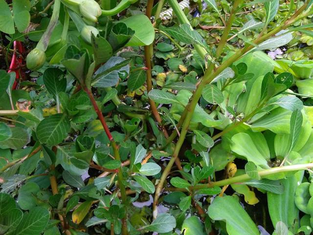 Thị trường - Tiêu dùng - Loại "rau nhà nghèo" không trồng cũng tự mọc sum suê, hái về phơi khô bán 120.000 đồng/kg