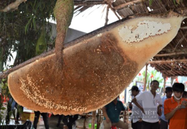 Tổ ong mật được xác lập kỷ lục tổ ong mật lớn nhất Việt Nam của nghề gác kèo ong. (Ảnh: Dân Việt)