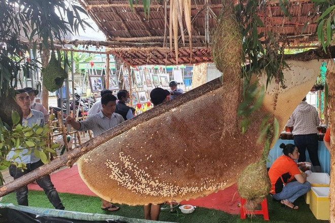 Has set the record of the largest beehive guarding the truss for U Minh Ha - 1