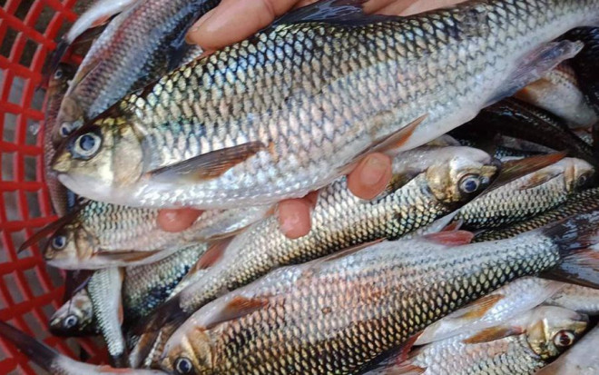 Loài cá của hiếm, cực ngon ở vùng rừng núi: Xưa rẻ, nay thành đặc sản tới 300.000 đồng/kg - 1