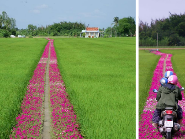 Du lịch - Tim Gen Z "bỗng hẫng một nhịp" trên con đường hoa mười giờ đẹp như mơ tại miền Tây