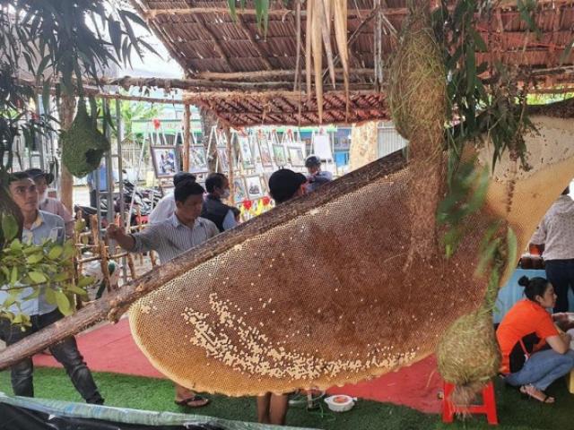 Tin tức trong ngày - Đã xác lập kỷ lục tổ ong gác kèo lớn nhất cho U Minh Hạ