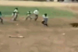 Media - Clip: Bị dồn vào đường cùng, báo gấm nổi điên lao ra tấn công người