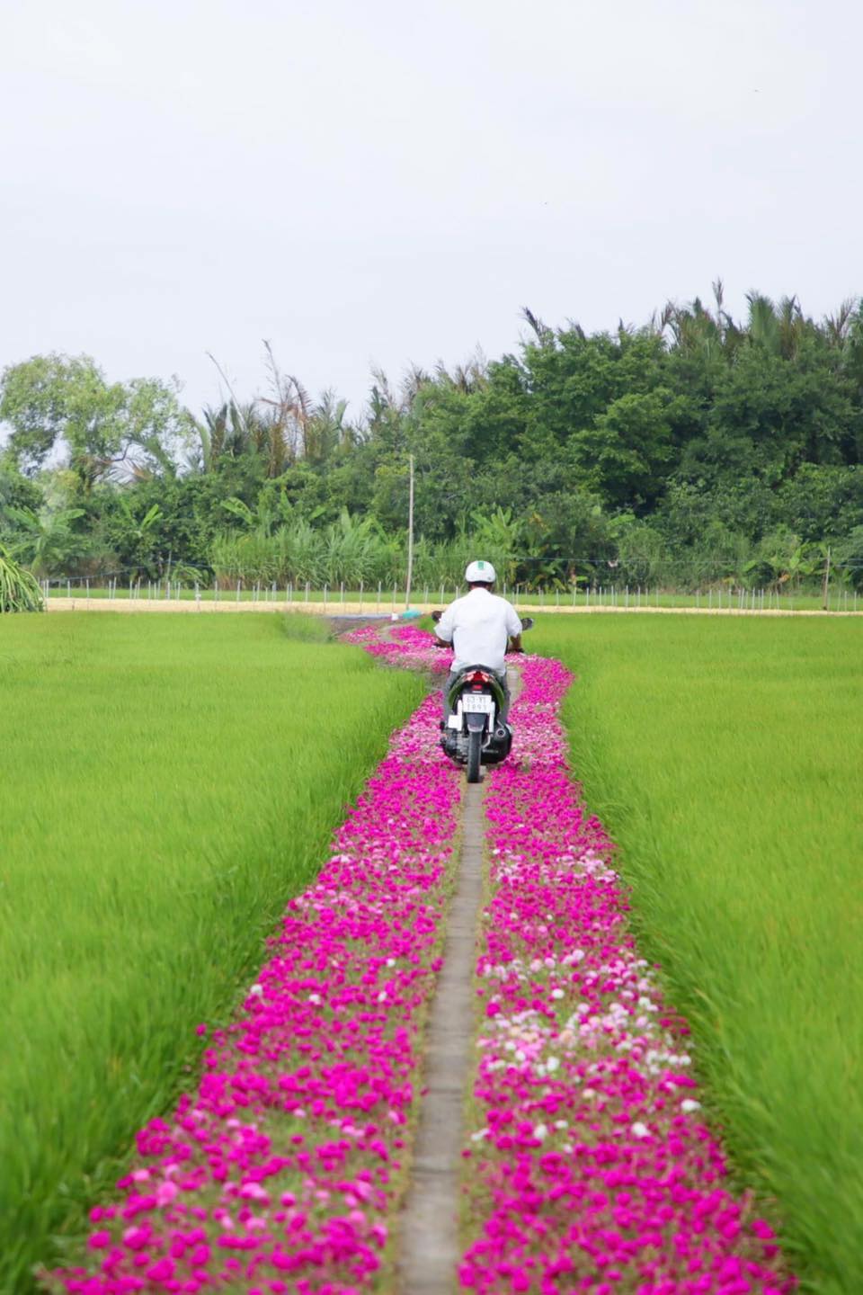 Gen Z's heart "suddenly a beat"  on the flower road at ten o'clock as beautiful as a dream in the West - 3