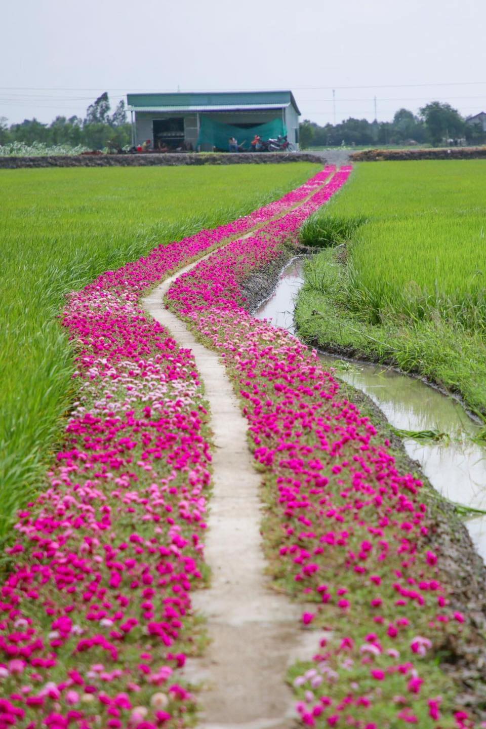 Gen Z's heart "suddenly a beat"  on the flower road at ten o'clock as beautiful as a dream in the West - 4