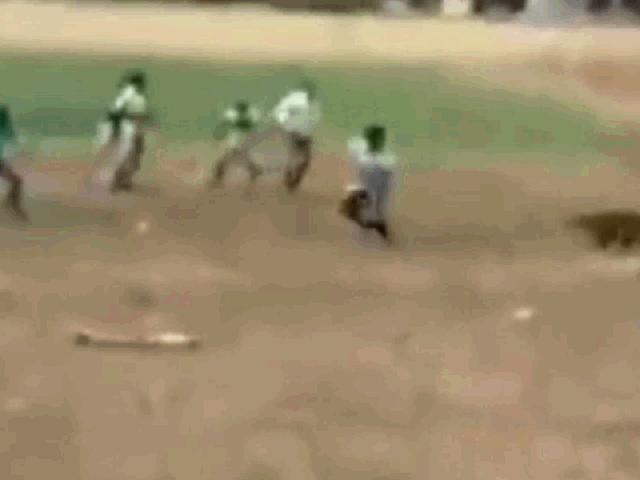 Media - Clip: Bị dồn vào đường cùng, báo gấm nổi điên lao ra tấn công người