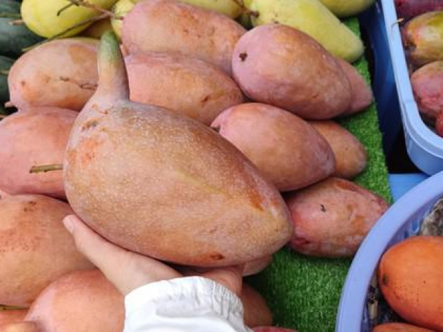 Thị trường - Tiêu dùng - Xoài giống lạ khổng lồ đổ bộ lề đường TP HCM