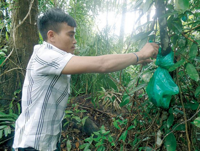 Anh Hồ Văn Chuẩn kiểm tra túi đựng rốn của con trai trong rừng