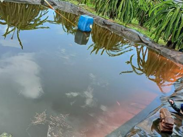 Tin tức trong ngày - Hai em nhỏ tử vong vì rơi xuống ao trữ nước tưới thanh long