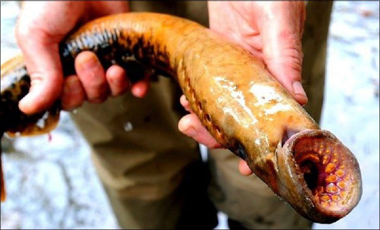 Loài cá này được ưa chuộng ở Hàn Quốc và một số nước châu Âu nhưng 5 năm trở lại đây mới được người Việt Nam biết đến.
