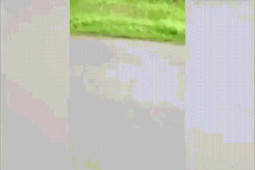 Phi thường - kỳ quặc - Video: Bị hổ dữ rượt đuổi, tài xế xe máy có màn đua tốc độ thót tim