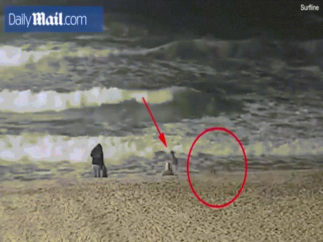 Phi thường - kỳ quặc - Video: Thót tim trước cảnh bé gái 2 tuổi bị chó sói tấn công