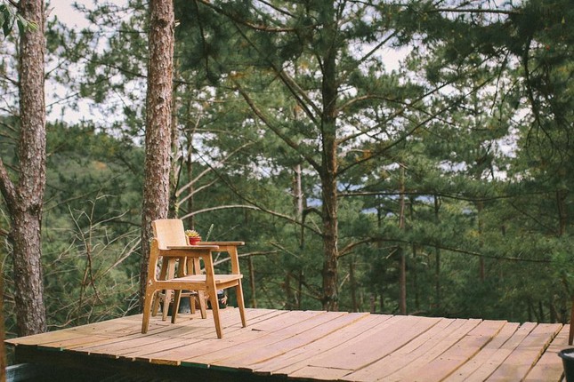 Discover hidden cafes deep in the forests of Da Lat: Very green and peaceful - 8