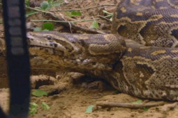 Media - Clip: Trăn khổng lồ hung hăng đớp người đàn ông khi bị chụp ảnh