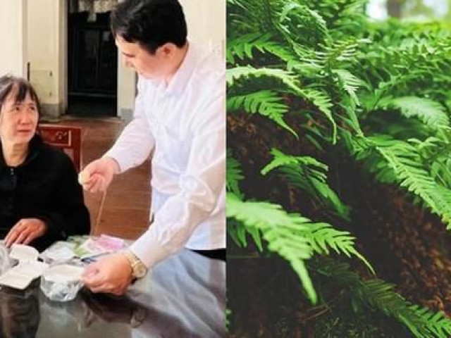 Sức khỏe đời sống - Thực hư lá cây dương xỉ mà người phụ nữ sống sót sau 7 ngày rơi xuống vực ở Yên Tử ăn để sinh tồn có công dụng gì?