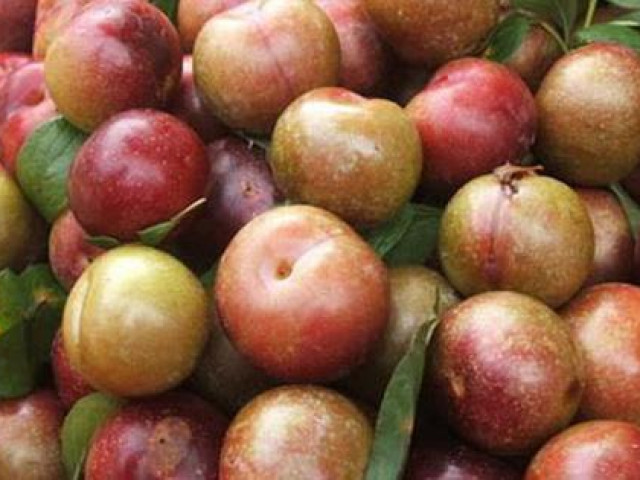 Sức khỏe đời sống - Những người "đại kỵ" với mận, tuyệt đối không nên ăn kẻo rước thêm bệnh