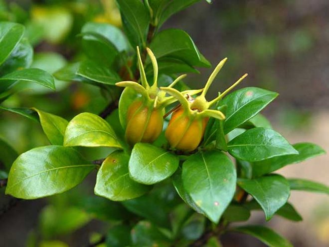 Dành dành hỗ trợ kiểm soát hội chứng thận hư