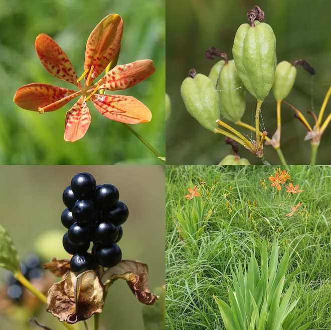 Rẻ quạt giảm khàn tiếng nhờ có tác dụng kháng khuẩn, chống viêm