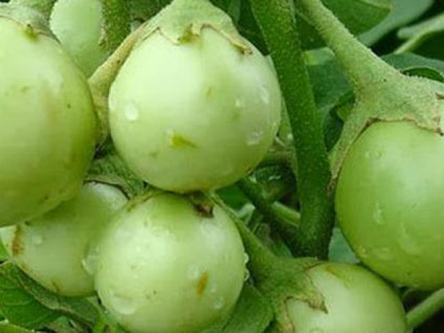 Sức khỏe đời sống - Quả cà không chỉ đưa cơm mà còn là vị thuốc trị bệnh