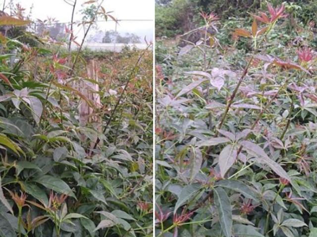 Thị trường - Tiêu dùng - Loại cây dại xưa làm hàng rào, nay được ví như "nhân sâm quý", trồng kiếm 12 triệu/tháng