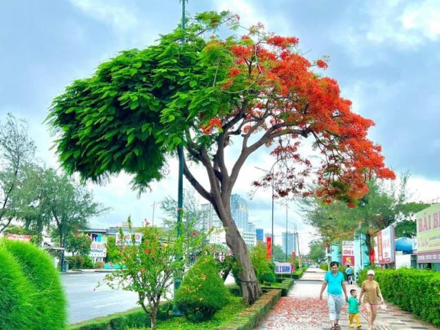 Tin tức trong ngày - Video: Cận cảnh cây phượng ‘nửa xanh, nửa đỏ’ thu hút du khách ở Vũng Tàu