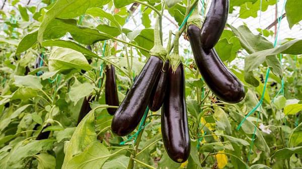 Eggplant not only brings rice, but also a medicine to treat diseases - 2