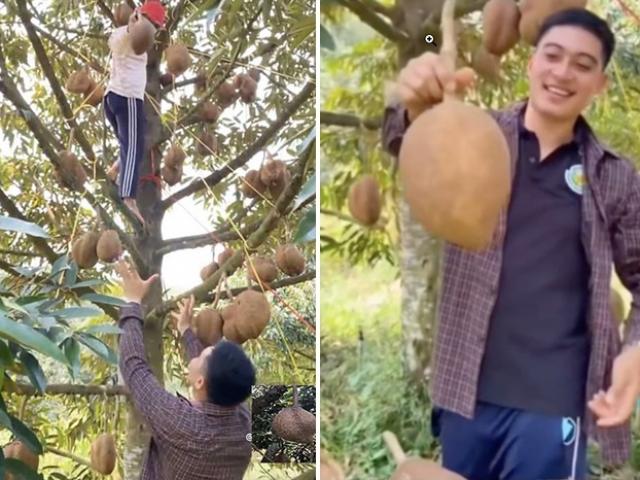 Xuất hiện loại sầu riêng lạ đời chưa từng thấy, vỏ trơn nhẵn không hề có gai gây tò mò