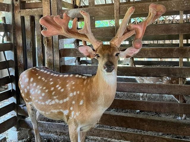 Thị trường - Tiêu dùng - Chiêm ngưỡng cặp nhung hươu “độc nhất vô nhị”, được trả 220 triệu nhưng chủ nhân chưa bán