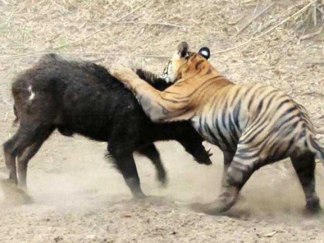 Media - Chúa sơn lâm thể hiện uy mãnh đoạt mạng lợn rừng